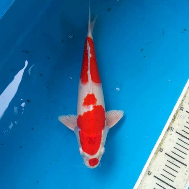 Kohaku hikari strong 35