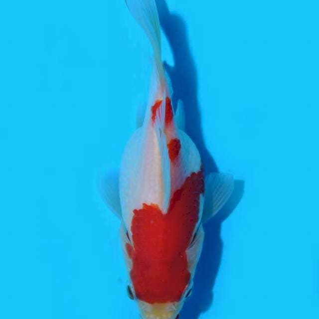 Tamasaba (Marushin) 10cm. Import & Sertifikat