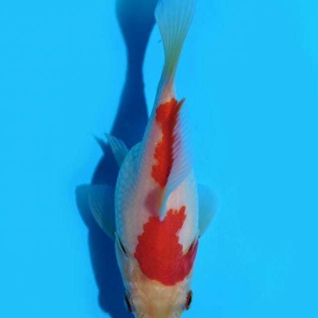 Tamasaba (Marushin) 10cm. Import & Sertifikat