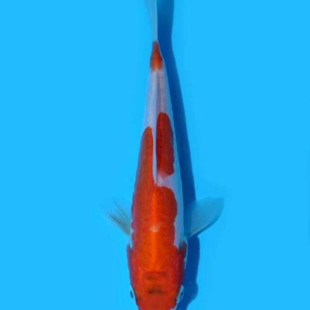Kikusui (Kaneko) 14cm. Import & Sertifikat