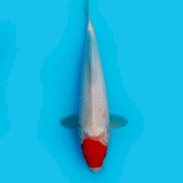 Kohaku