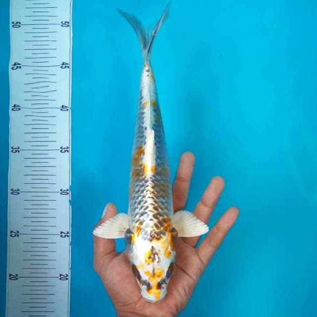 E. KAWARIMONO #30CM
