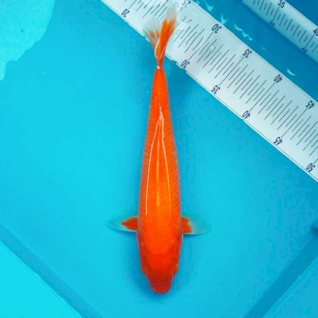F. AKA HAJIRO #35CM