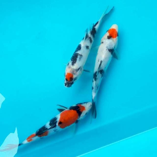 G. SHOWAK #20-22CM