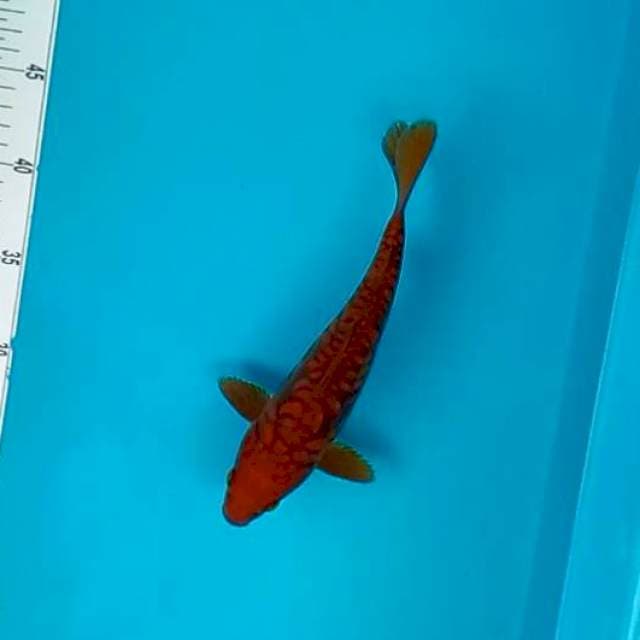 J. CHAGOI ARAGOKE #25CM
