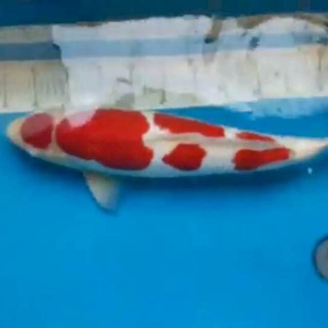 Kohaku 52cm