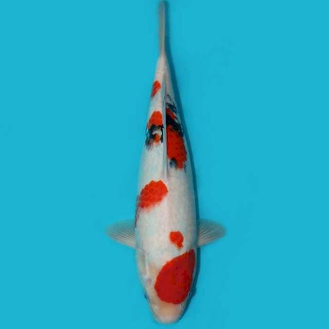 SANKE CALON JUMBO 37 CM