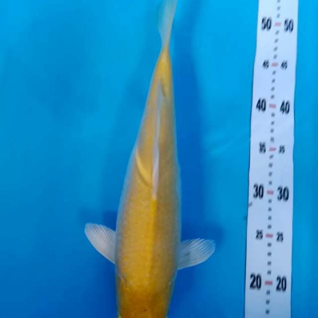 Karasi