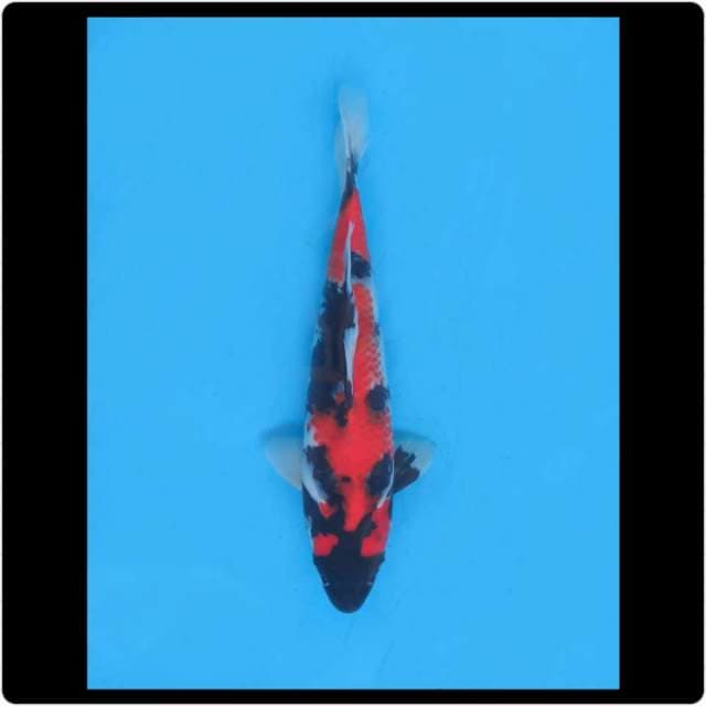 27cm - Male - Showa Sanshoku Bahan Bagus