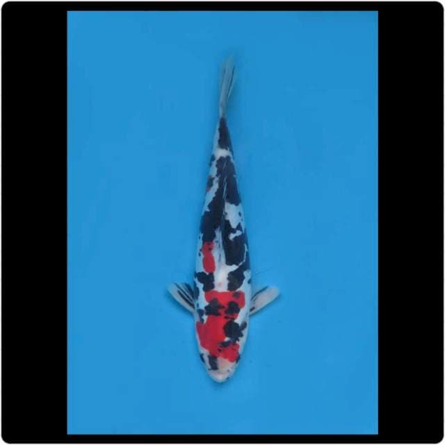 28cm - Male - Strong Showa Doitsu 