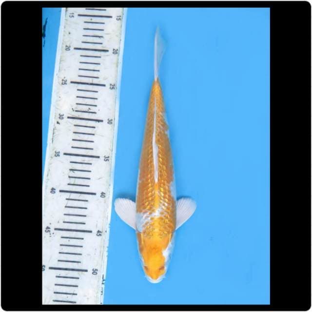 31cm - Male - Hariwake Ginrin