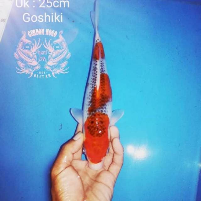26cm HQ Goshiki
