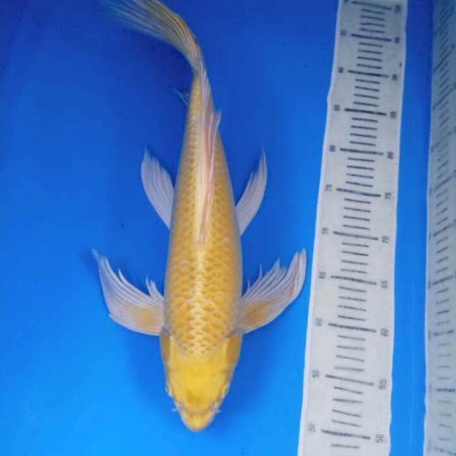 Yamabuki ogon Slayer 50 BU