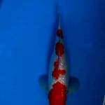 Kohaku