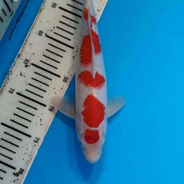Kohaku 2