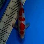Kohaku 2