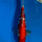 Kohaku 3