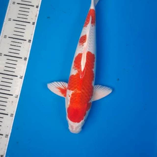 HIKARI KOHAKU JUMBO