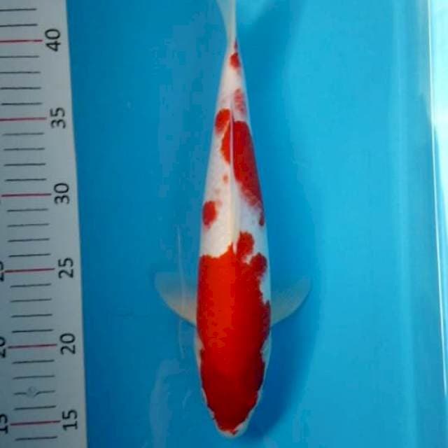 Kohaku