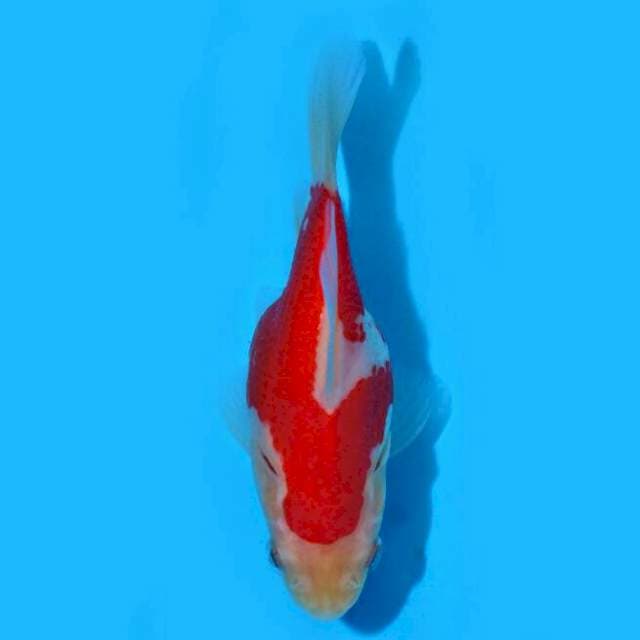 Tamasaba (Marushin) 11cm. Import & Sertifikat