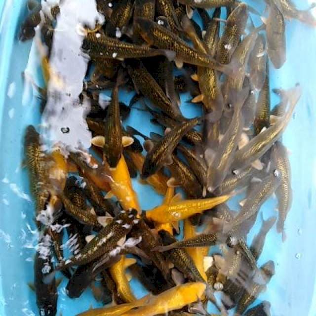 PAKET LEMON DAN CHAGOI GINRIN 120 EKOR