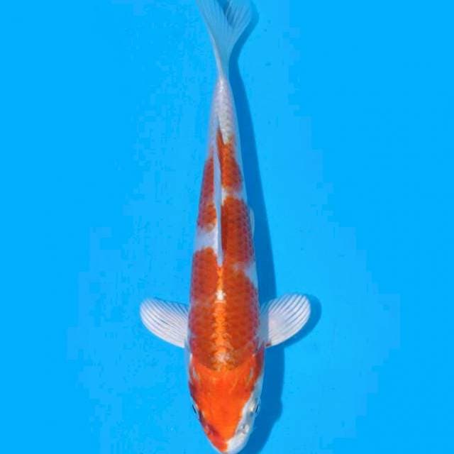 Kin Kohaku (Ozumi Ikarashi) 17cm. Import & Sertifikat