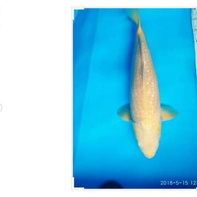 JUMBO F1   KARASI  GINRIN 55 CM