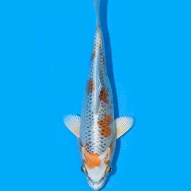 Kujaku (Aneto) 17cm. Import & Sertifikat