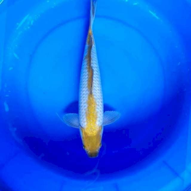 OCHIBA POLA NAGA