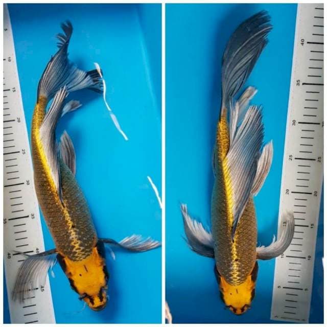 KUMPAY ANTIK 42cm FEMALE