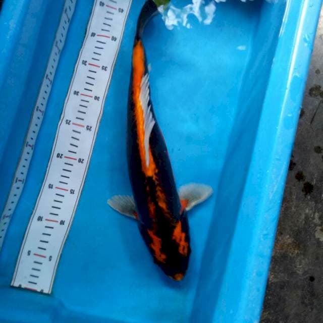 Kabuto Doitsu 45cm