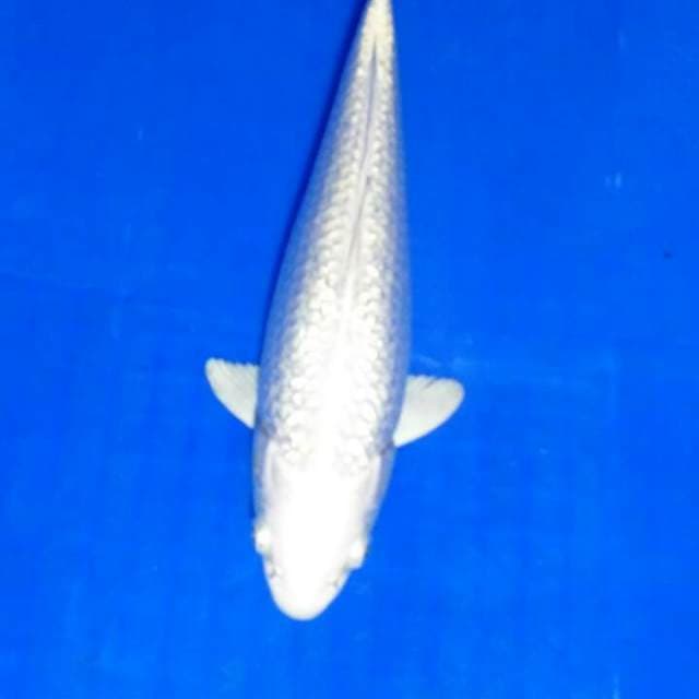 PLATINUM SUPER PUTIH 29 CM