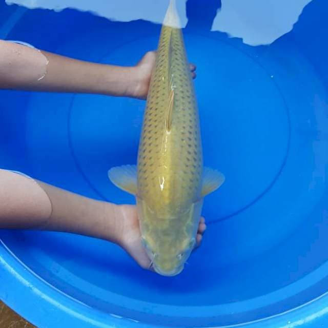 Penjinak kolam 46 cm bulki