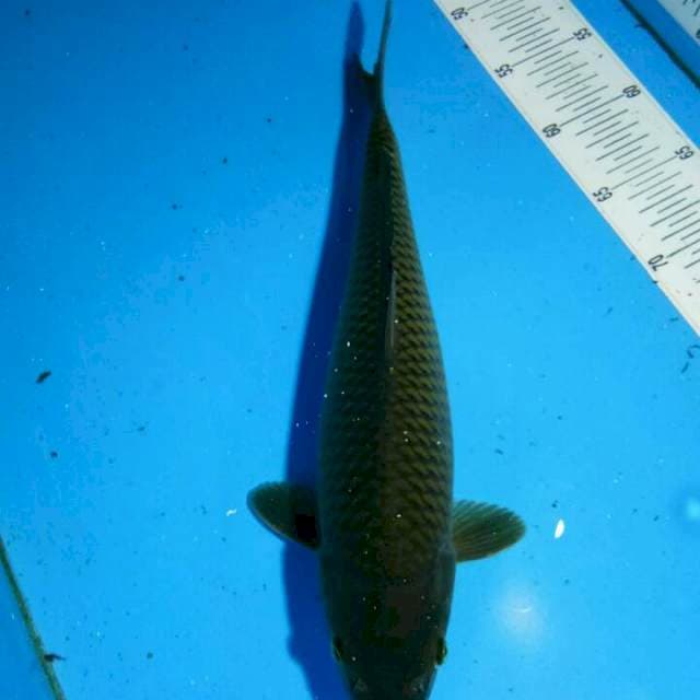 TYK Soragoi 37cm