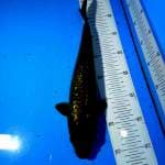 TYK Chagoi Ginrin 32cm