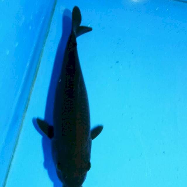 TYK Midori 35cm