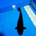 TYK Chagoi 32cm