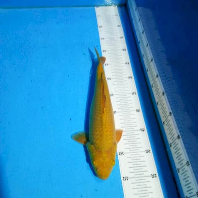 TYK Chagoi 32cm