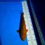 TYK Chagoi 32cm