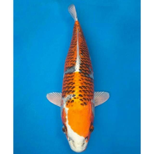 Genjiro Jumbo Kujaku