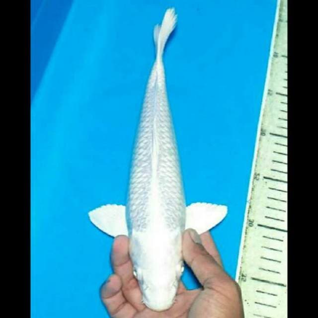 SUPER WHITE PLATINUM 29 CM