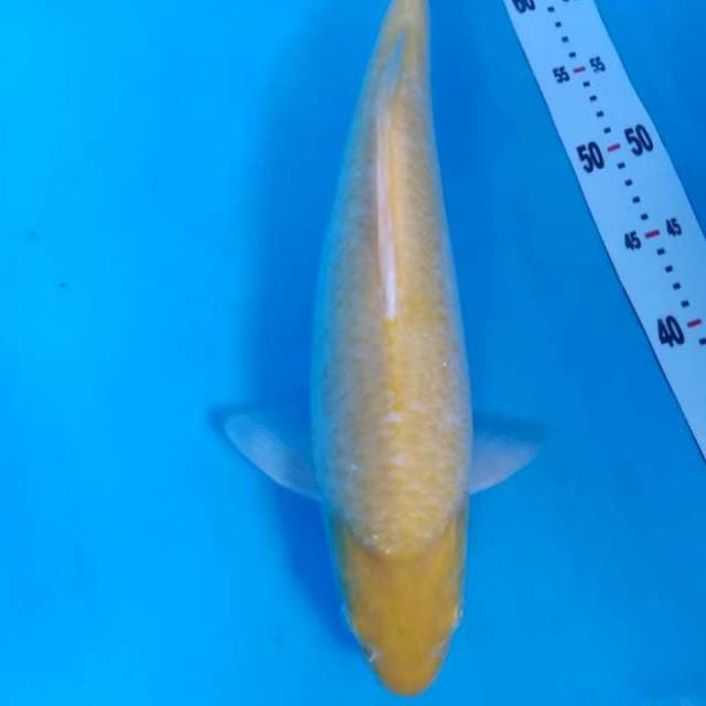 Karasi Mata Merah Bullky
