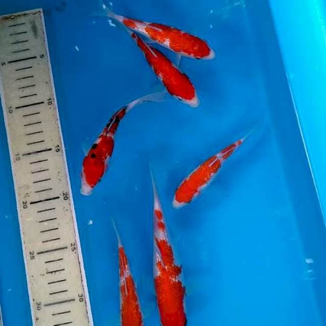 Mix kohaku GINDRIN