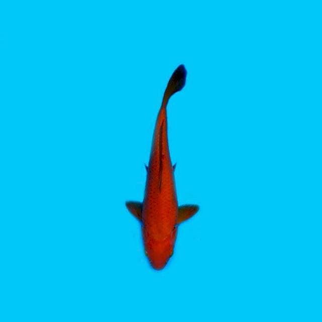 Cagoi