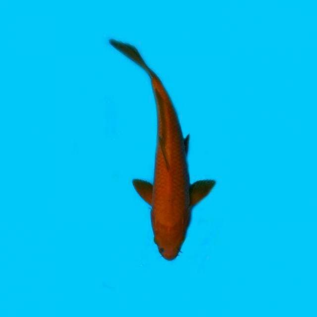 Chagoi