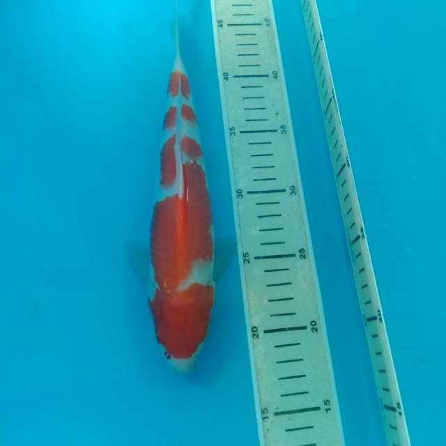 Kohaku 27 cm