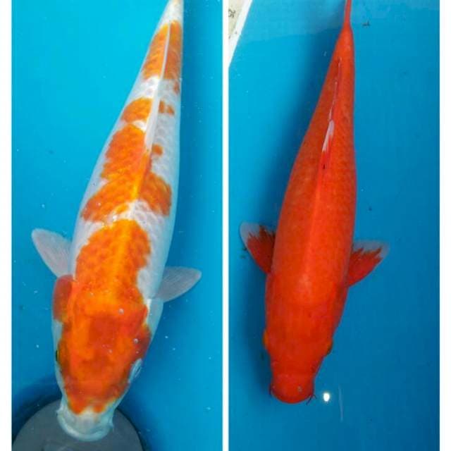 Hariadi30 beni34