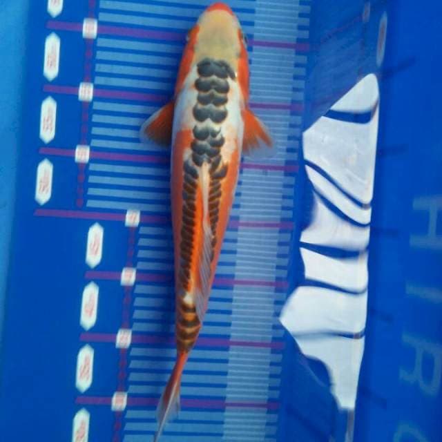 Shusui hana