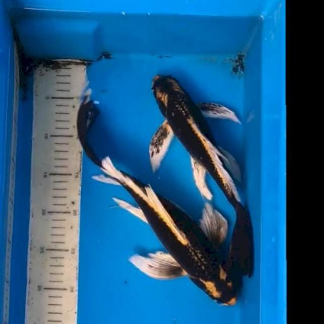 2 slayer kabuto pemanis kolam