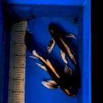 2 slayer kabuto pemanis kolam